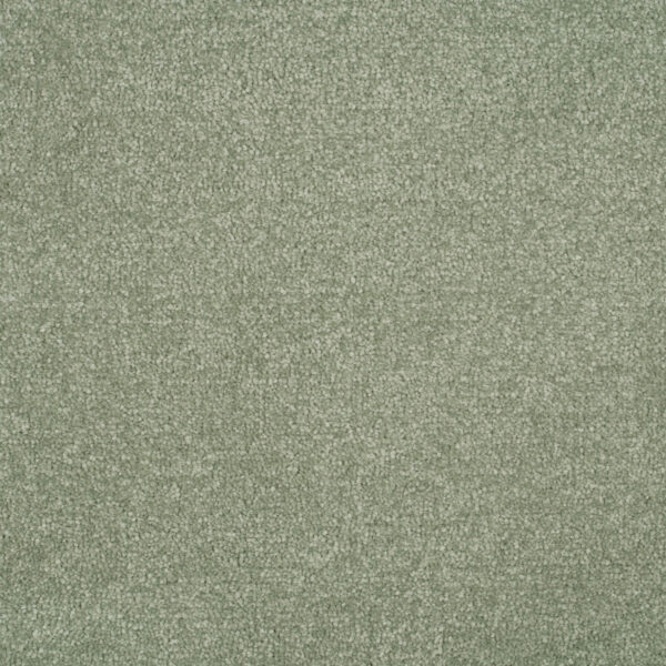 Elm